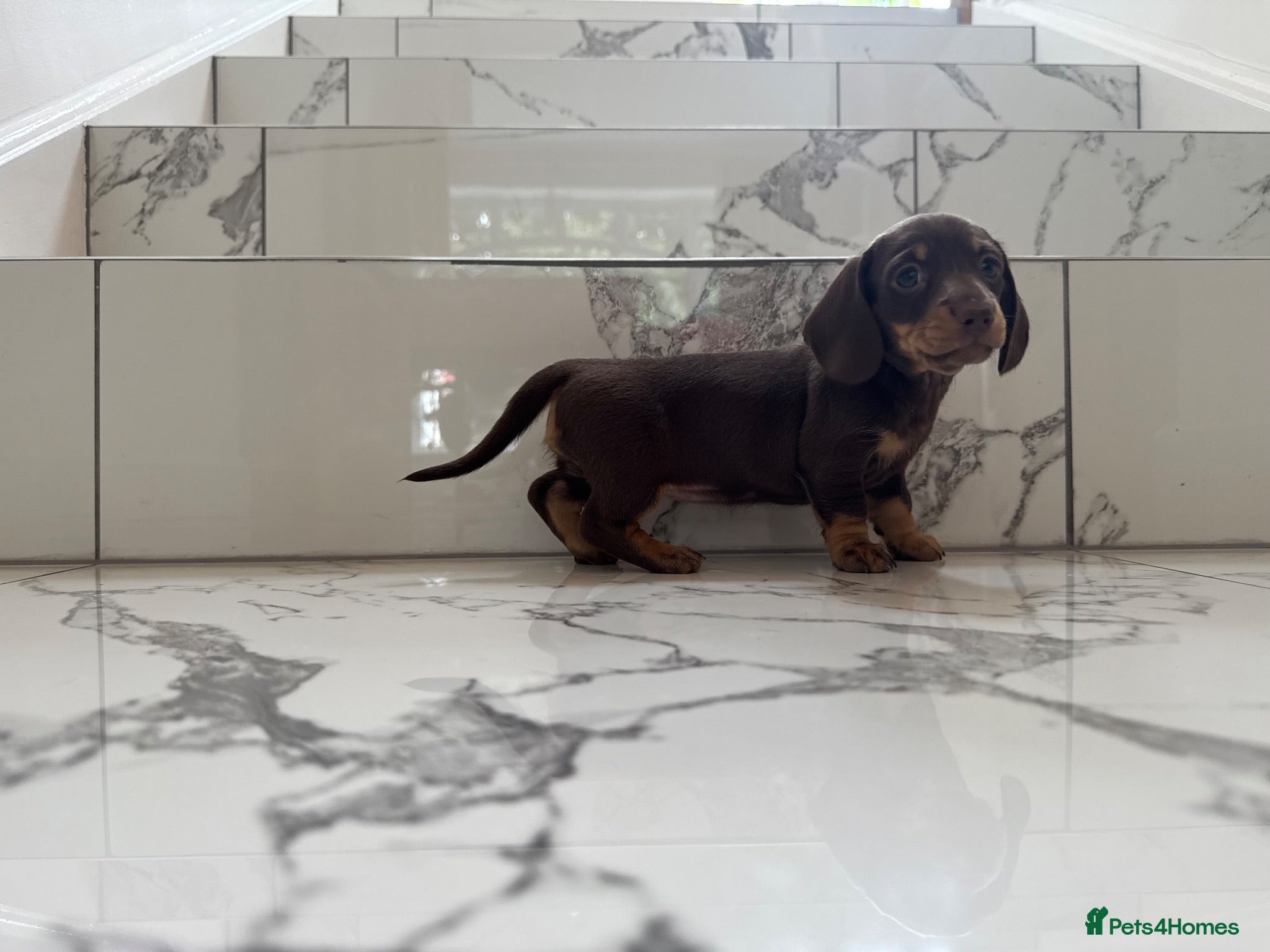 Miniature Dachshund dogs Ready now. KC. PRA Clear. Mini Dachshunds.Stunning - Advert 6