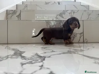 Miniature Dachshund dogs Ready now. KC. PRA Clear. Mini Dachshunds.Stunning - Advert 6
