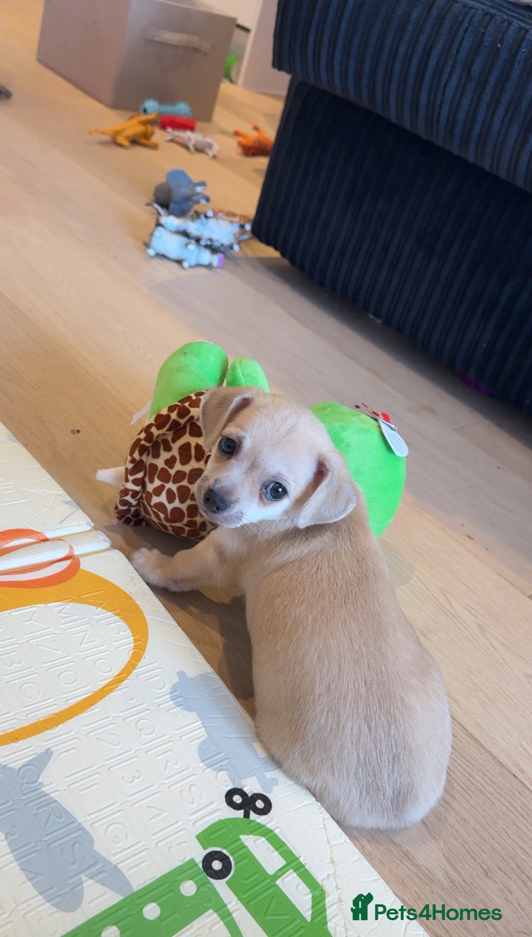 Mixed Breed dogs for sale: Adorable chihuahua cross shih tzu puppy male - Image 2