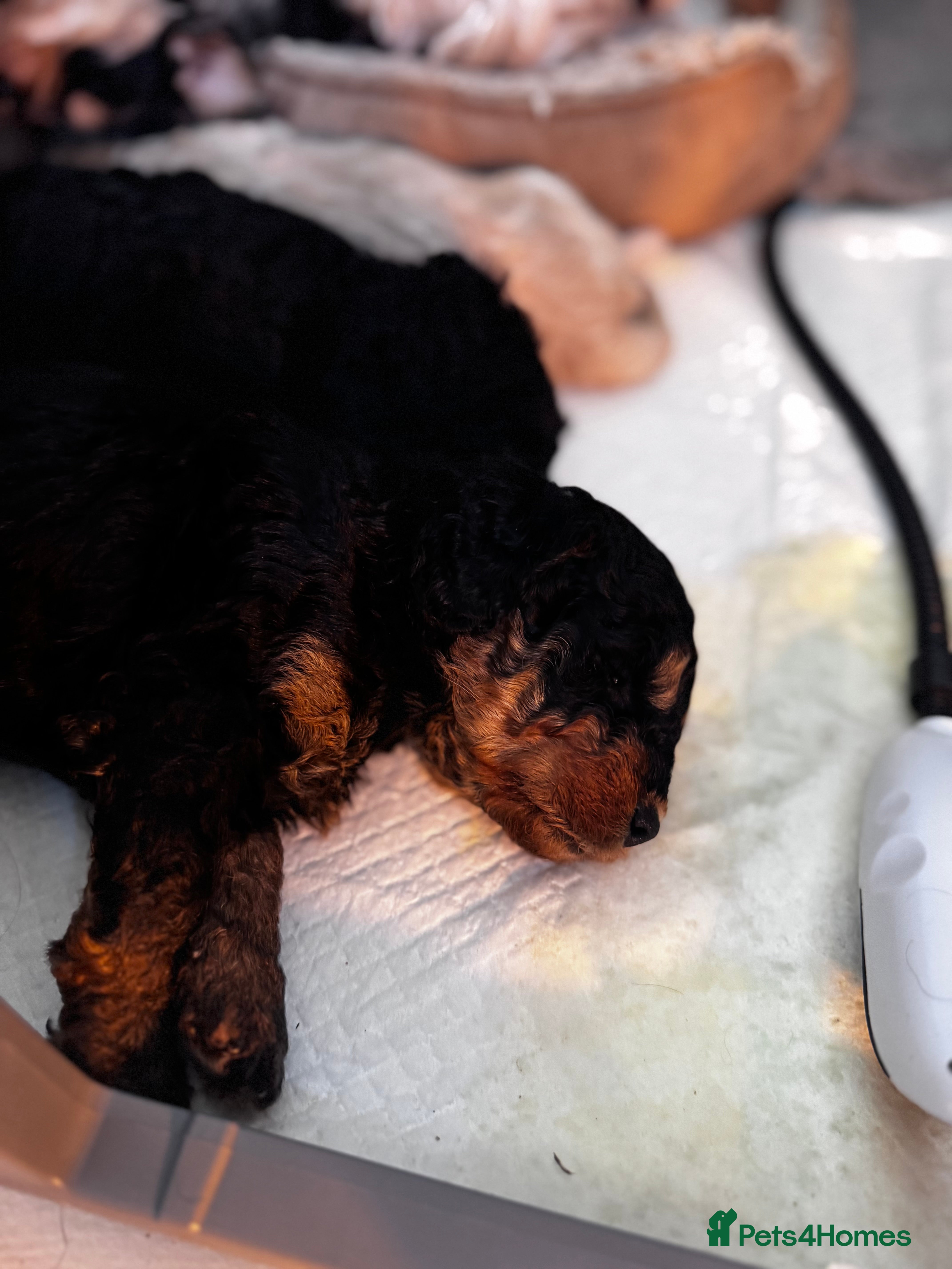 Mixed Breed dogs Puppies born! 1 rare colour available  - Advert 16