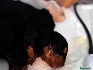 Mixed Breed dogs Puppies born! 1 rare colour available - Advert 16