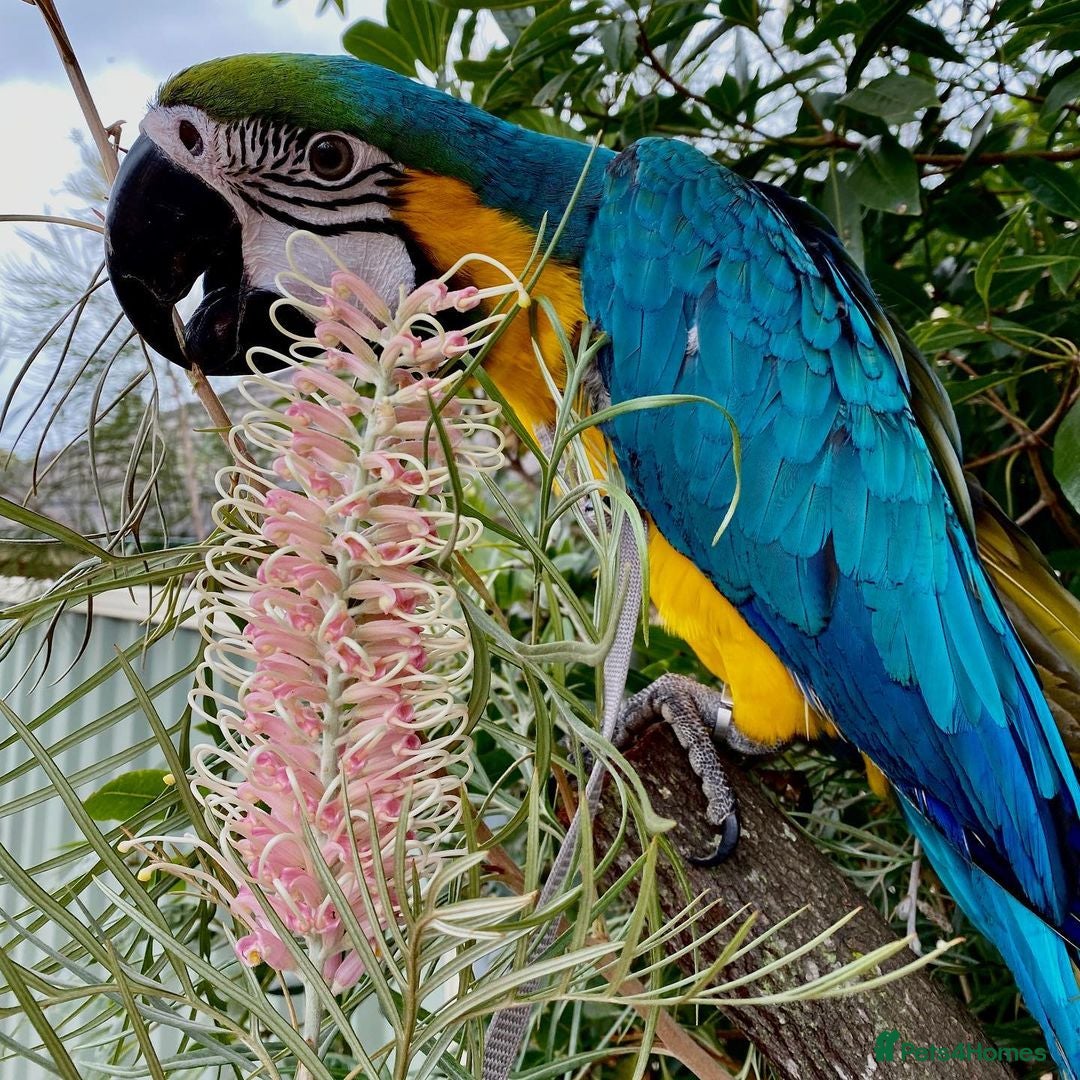 Macaws birds for sale: Beautiful Blue and Gold Macaw - Image 4