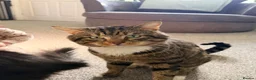 Maine Coon cats for sale: Maine coon x Bombay x Tabby - Advert 11