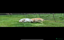 Mini Lop rabbits for sale: Friendly pure mini lops  - Image 8