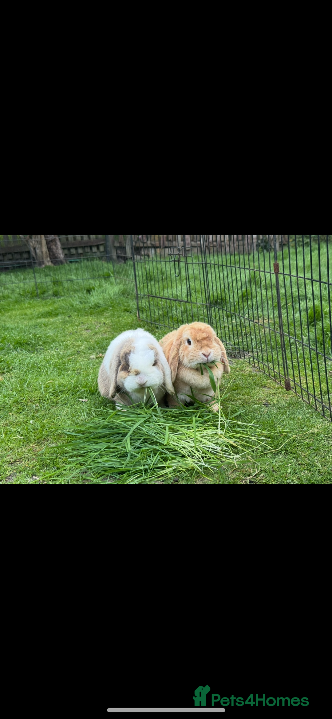 Mini Lop rabbits for sale: Friendly pure mini lops  - Image 8