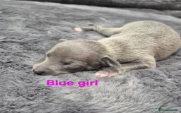 Italian Greyhound dogs for sale: Champion blood line KC Reg Italian Greyhounds - Advert 1