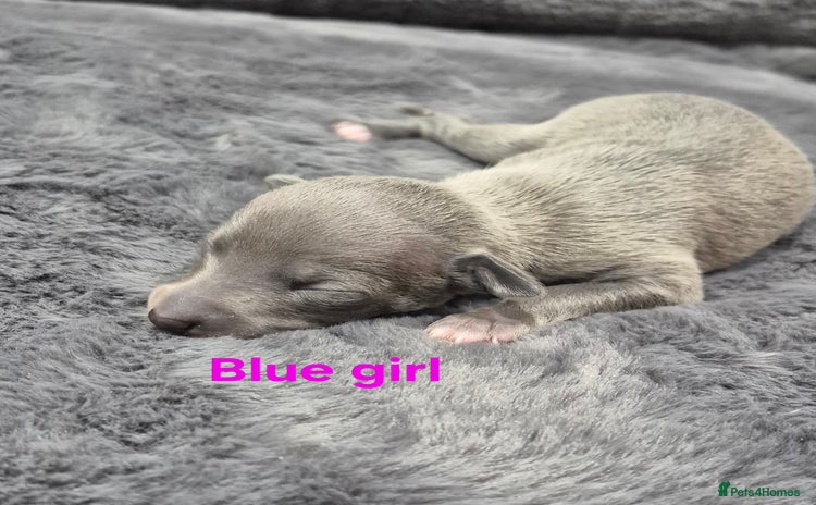 Italian Greyhound dogs Champion blood line KC Reg Italian Greyhounds - Advert 10