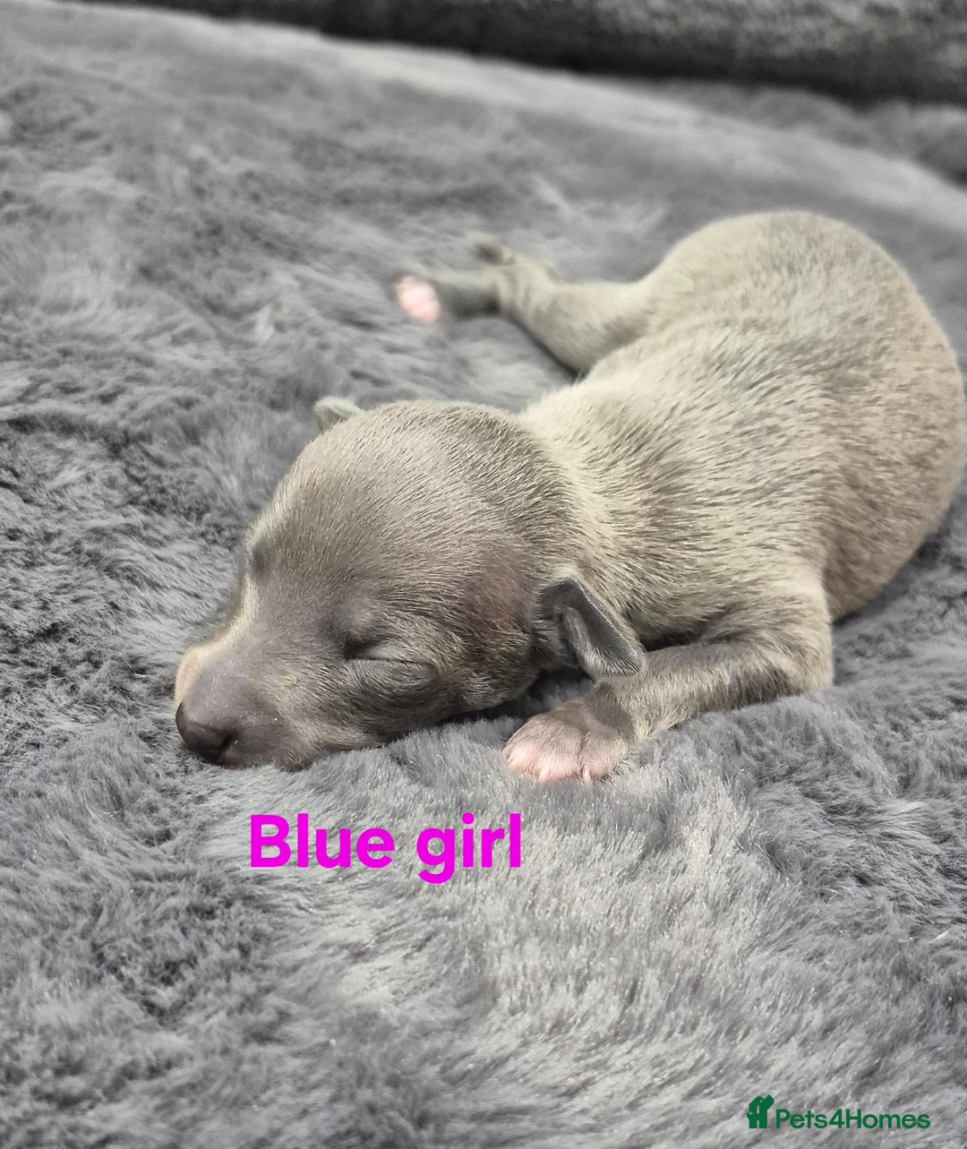 Italian Greyhound dogs for sale: Champion blood line KC Reg Italian Greyhounds - Advert 1