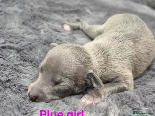 Italian Greyhound dogs Champion blood line KC Reg Italian Greyhounds - Advert 5