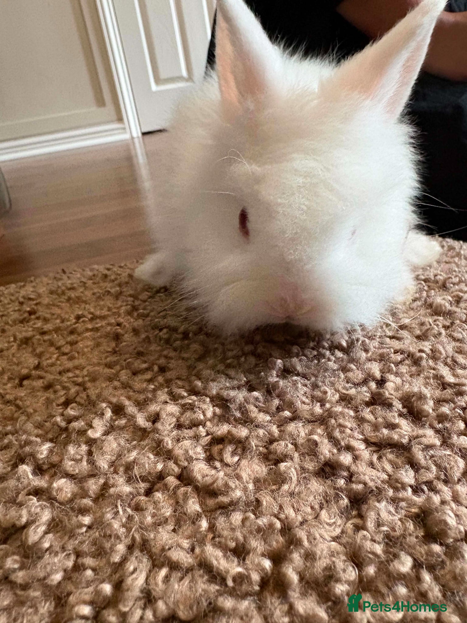 Lionhead rabbits Lionhead babies - Advert 11