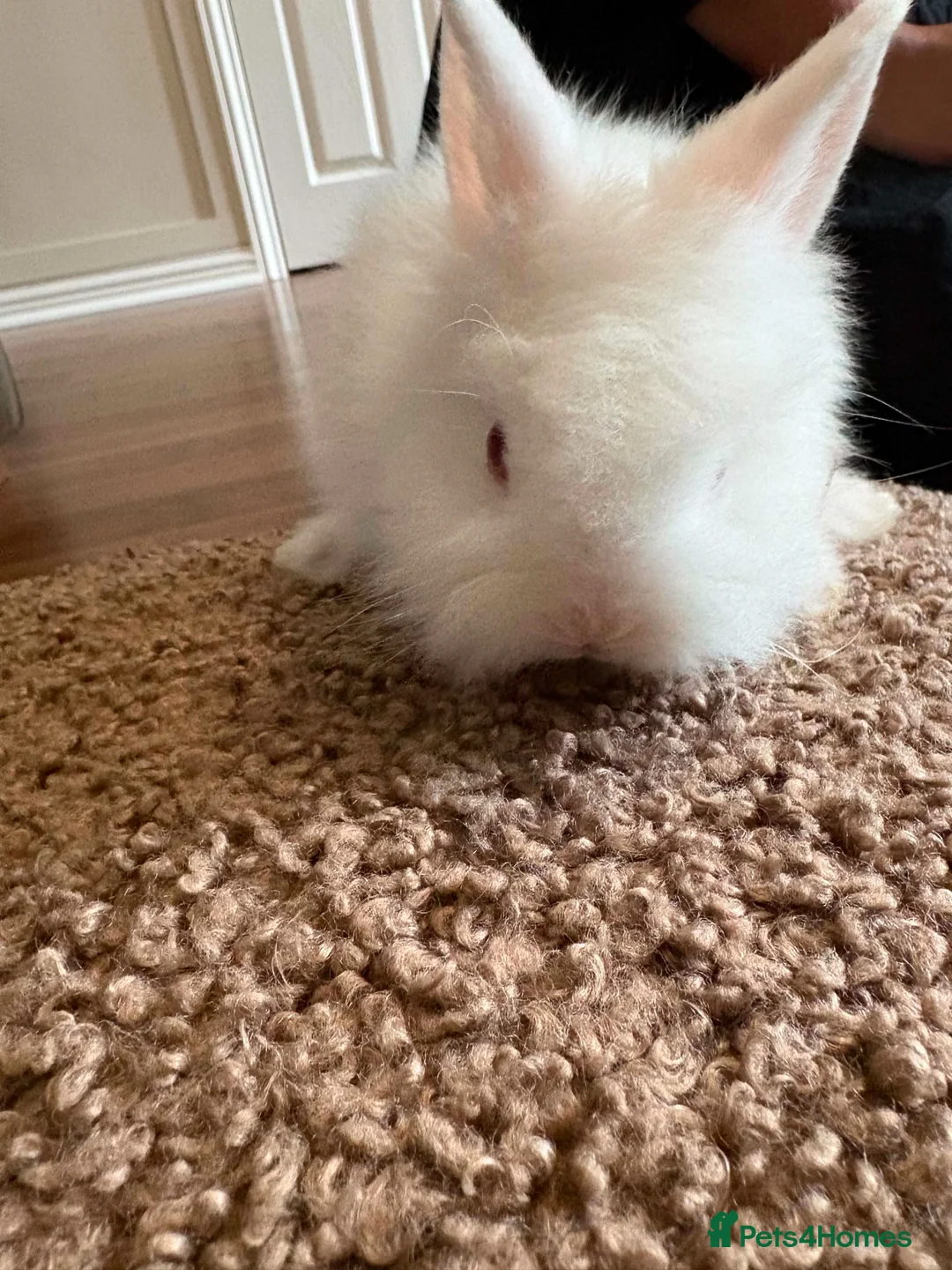 Lionhead rabbits for sale: Lionhead babies - Advert 1