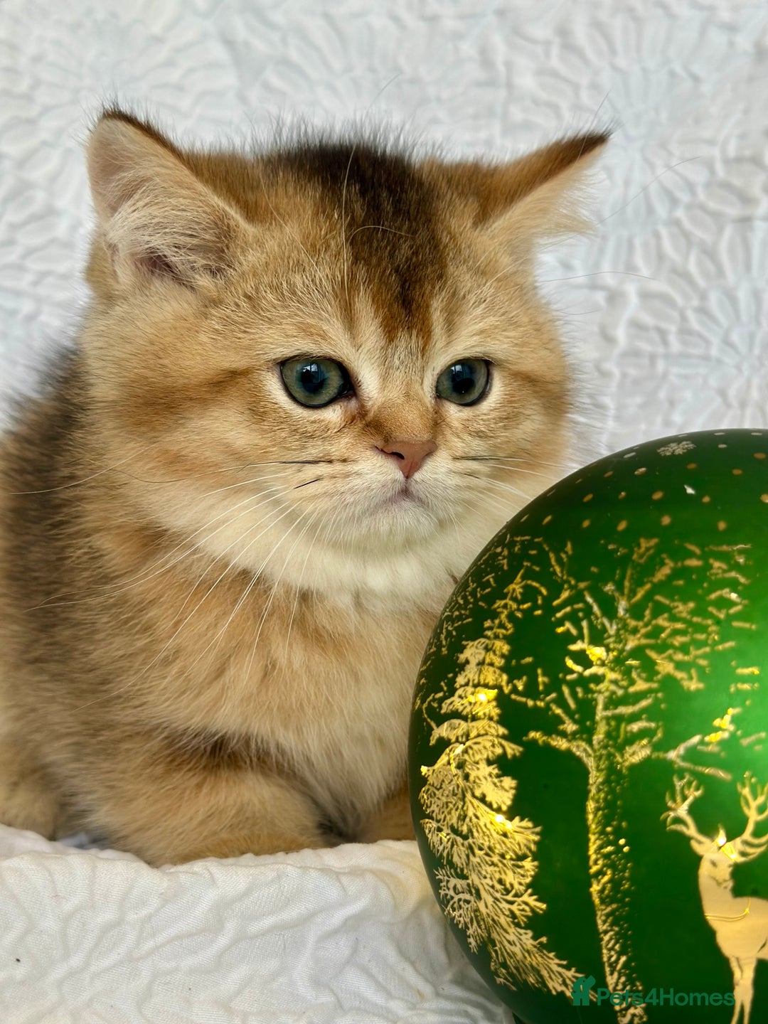 Scottish Fold cats for sale: 🌟Beautiful Scotish Fold/Straight Baby’s 🌟 - Advert 9