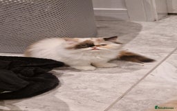 Persian cats for sale: Pure persian - Image 1
