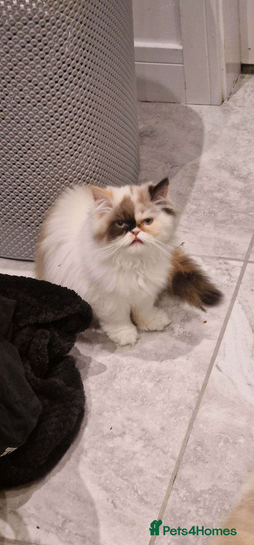 Persian cats for sale: Pure persian - Image 1