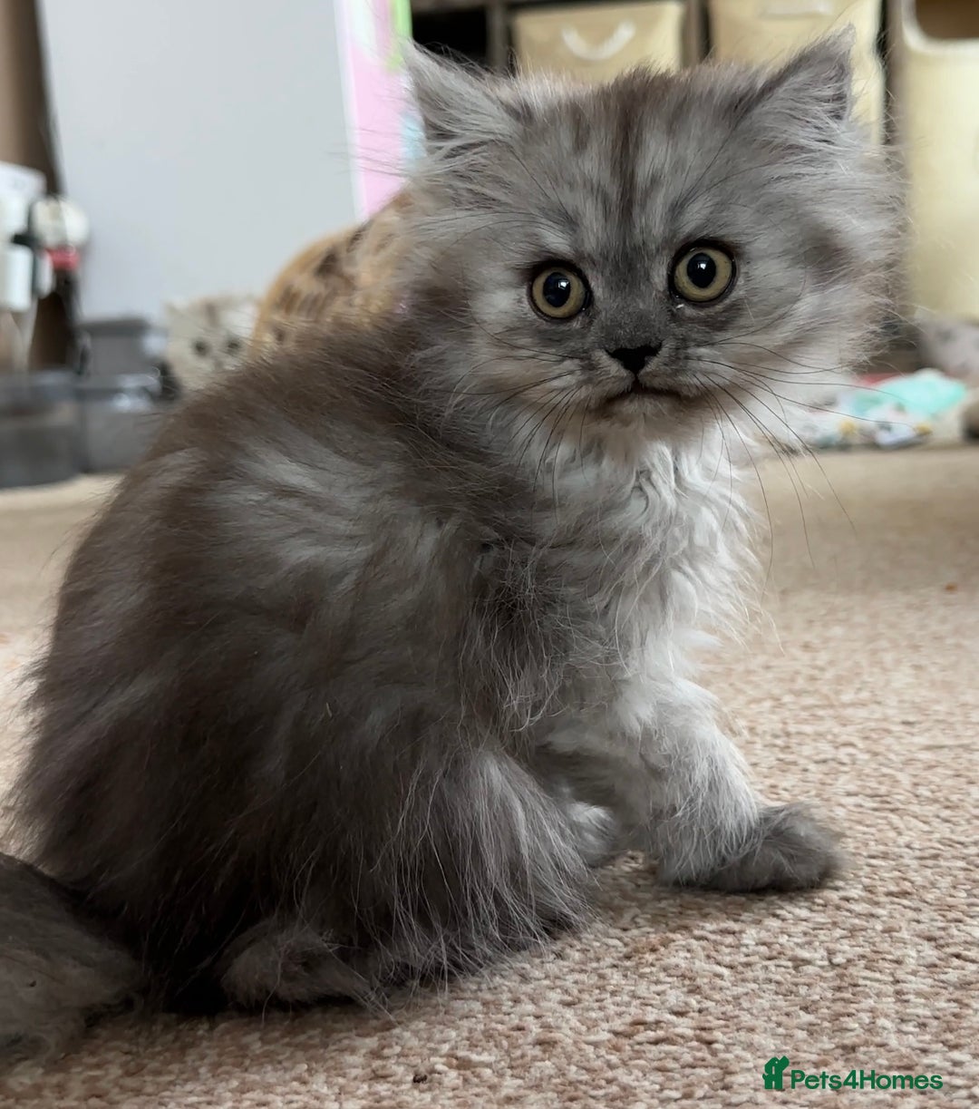 Persian cats for sale: 2 Cuddly Pedigree Persian Babies💙 - Image 10