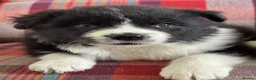 Border Collie dogs for sale: Show Quality KC Reg Border Collie Puppies  - Advert 7