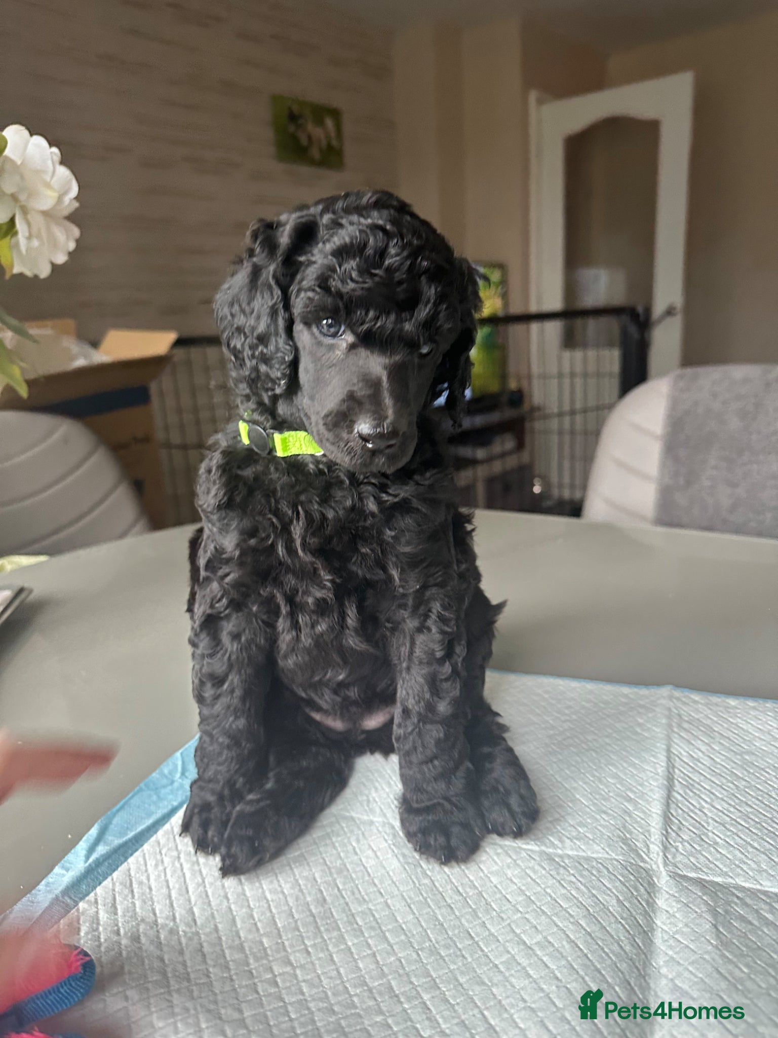 Standard Poodle dogs for sale: Shirgasei Standard Poodles - Advert 4