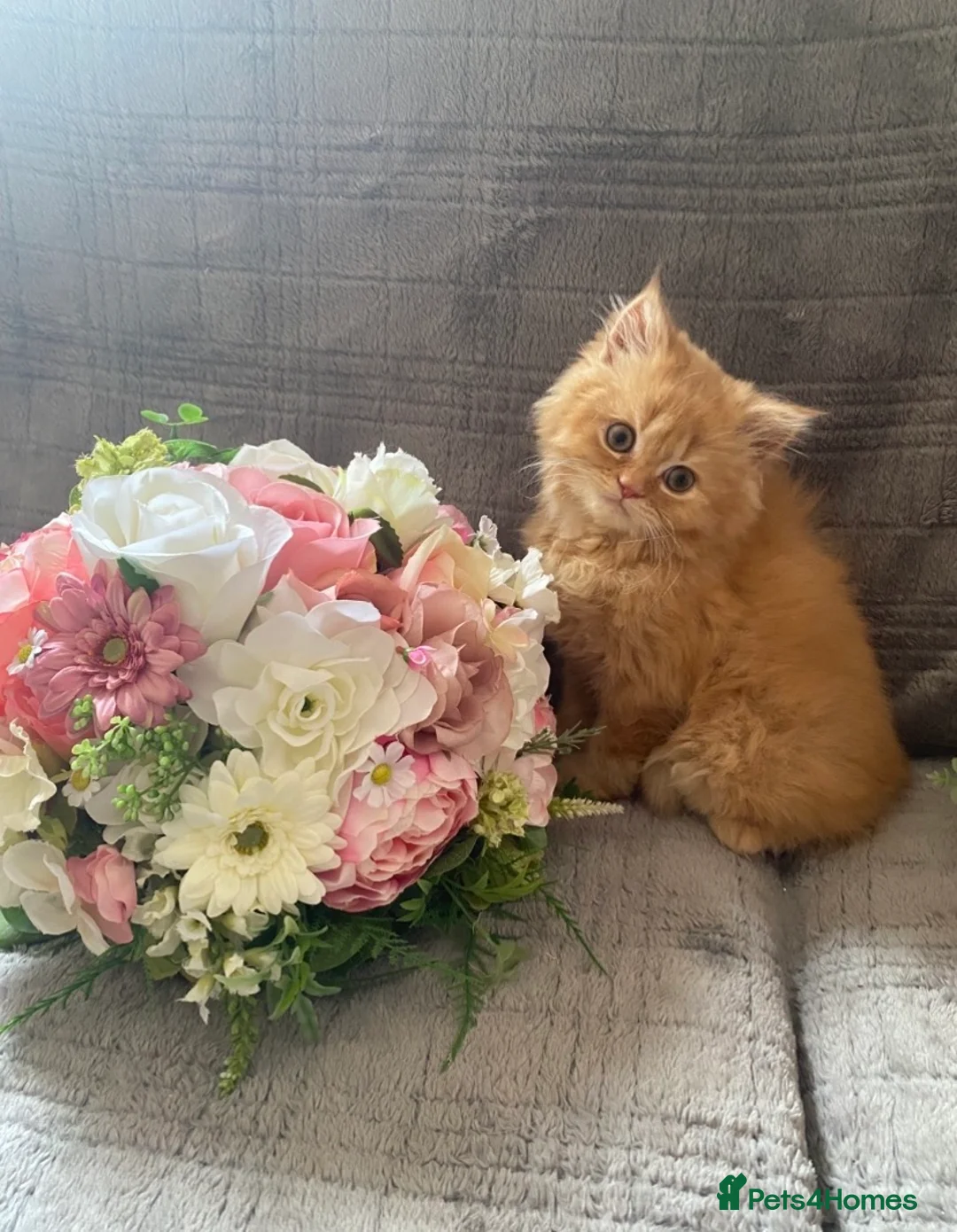 British Longhair cats for sale: British long and shorthair kittens  - Advert 2