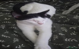 European cats for sale: 4 kittens ready to be rehomed now! - Image 5