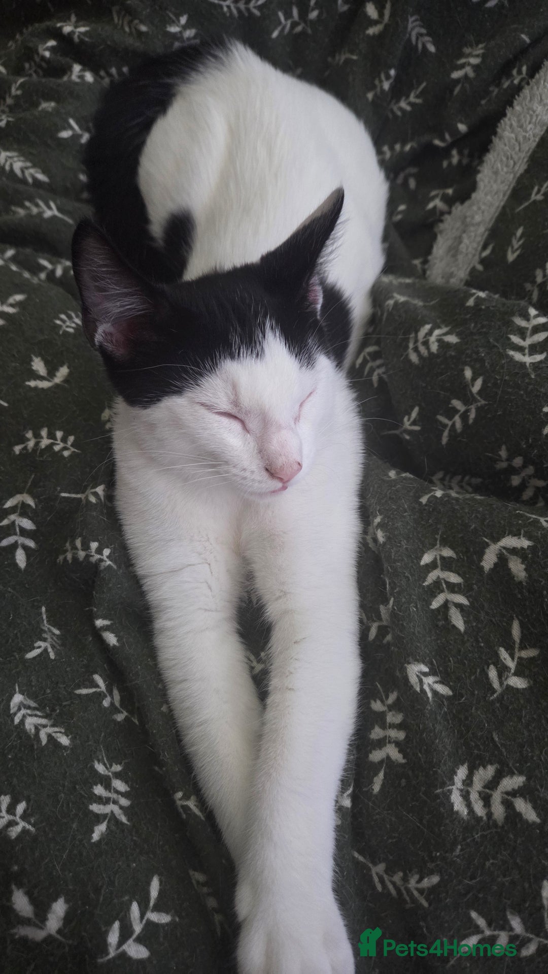 European cats for sale: 4 kittens ready to be rehomed now! - Image 5