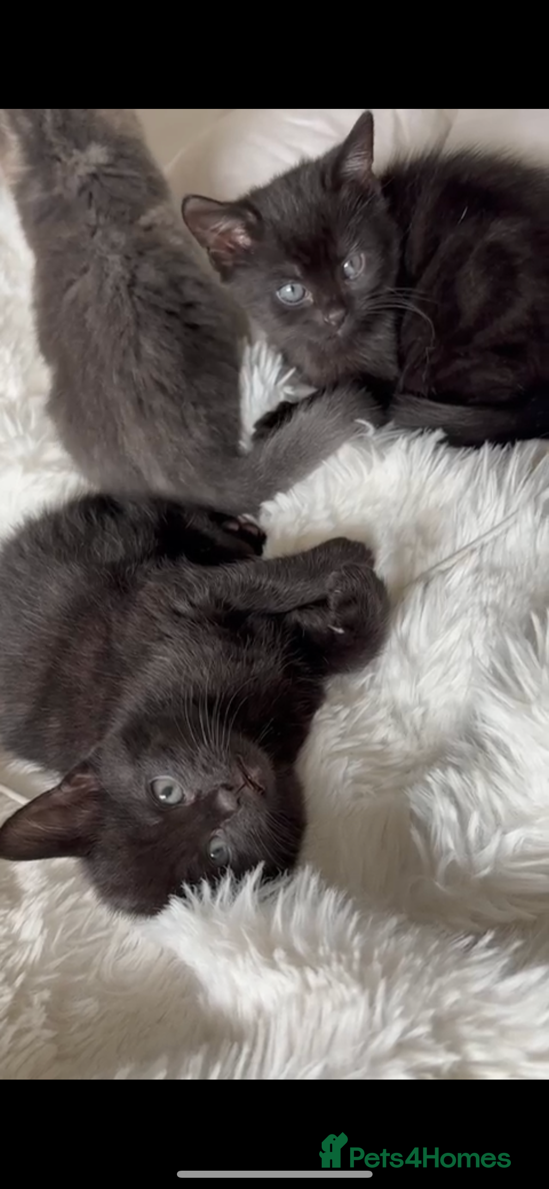 Mixed Breed cats for sale: Black female kittens for sale  - Image 1