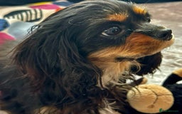 Cavalier King Charles Spaniel dogs for adoption: Button’s Story: From Despair to Love - Image 9