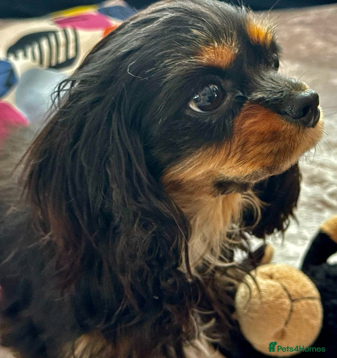 Cavalier King Charles Spaniel dogs for adoption: Button’s Story: From Despair to Love - Image 9