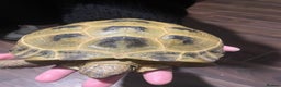 Tortoise reptiles for sale: Horsefield tortoise’s  - Advert 6