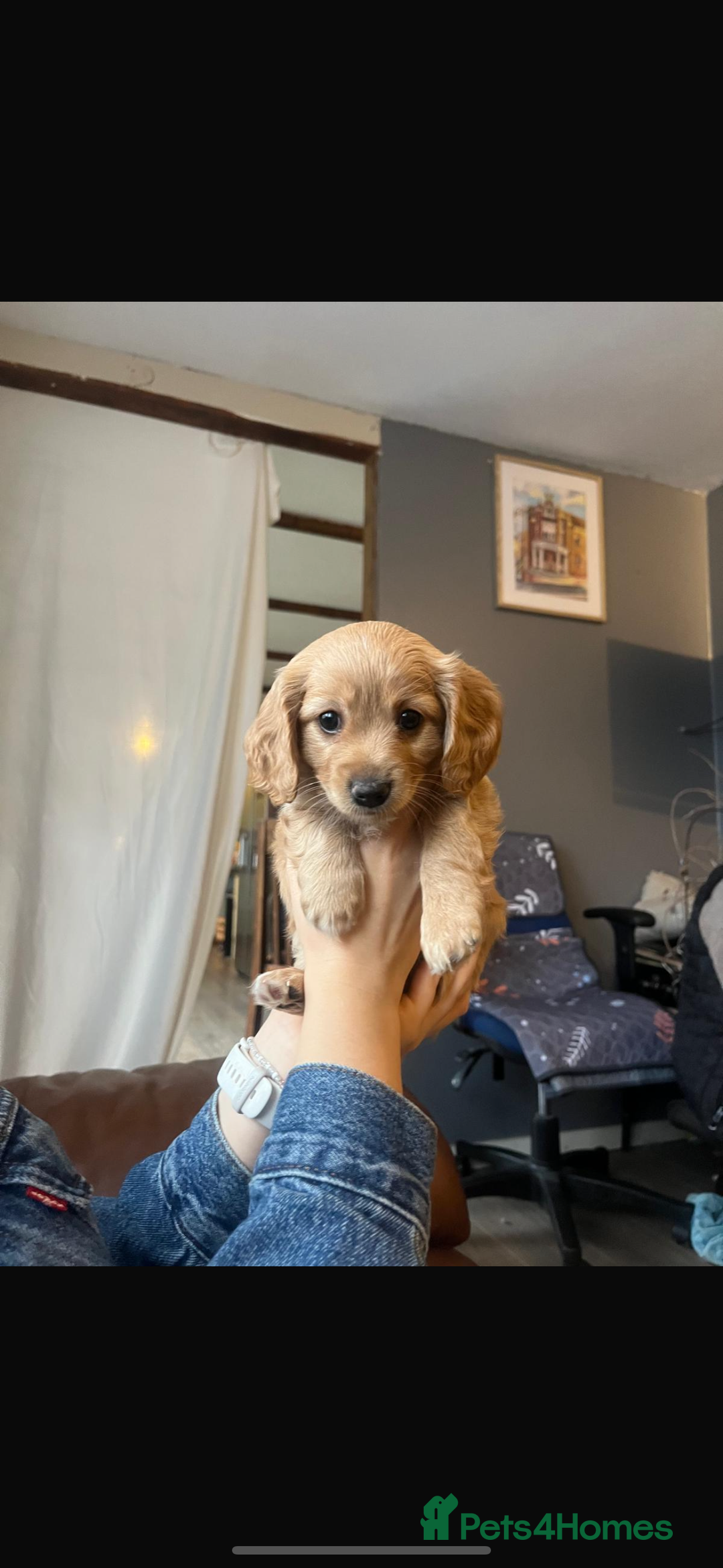 Cavapoo dogs for sale: Beautiful litter of F2 Cavapoo puppies - Advert 12