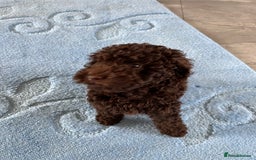 Cockapoo dogs for sale: Beautiful cockapoo puppies  - Image 15