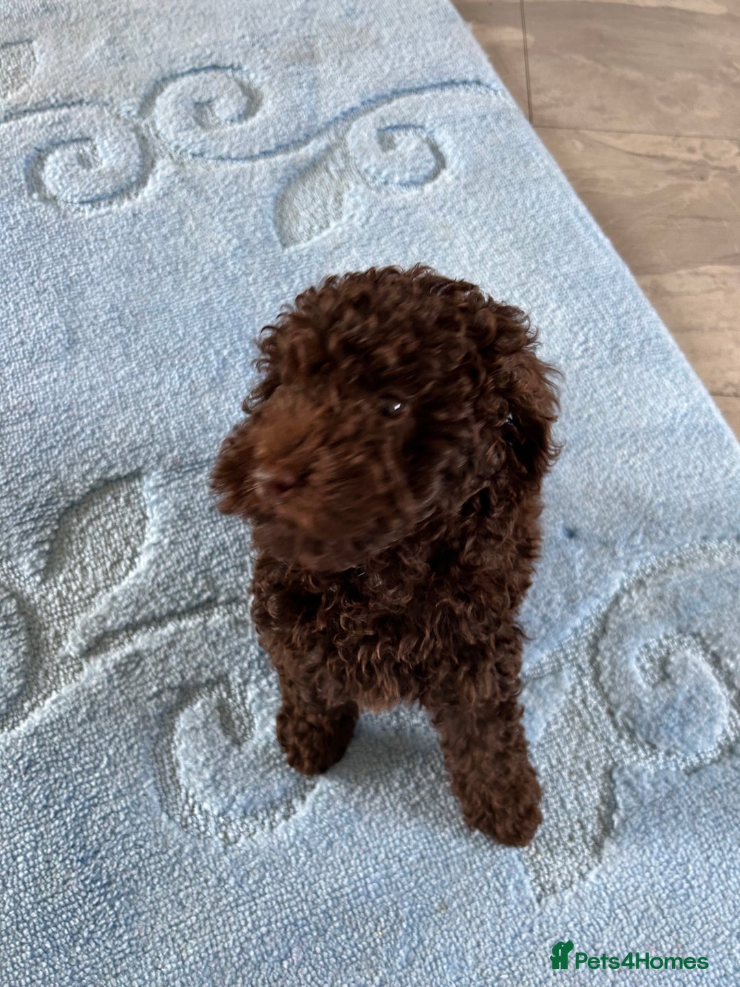 Cockapoo dogs for sale: Beautiful cockapoo puppies  - Image 15