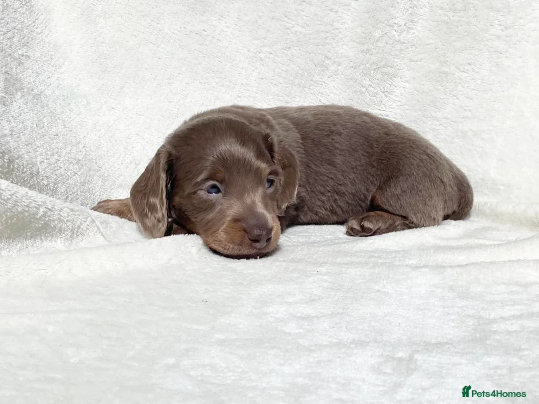 Miniature Dachshund dogs for sale: Quality kc mini long haired Isabella tan pups - Advert 2