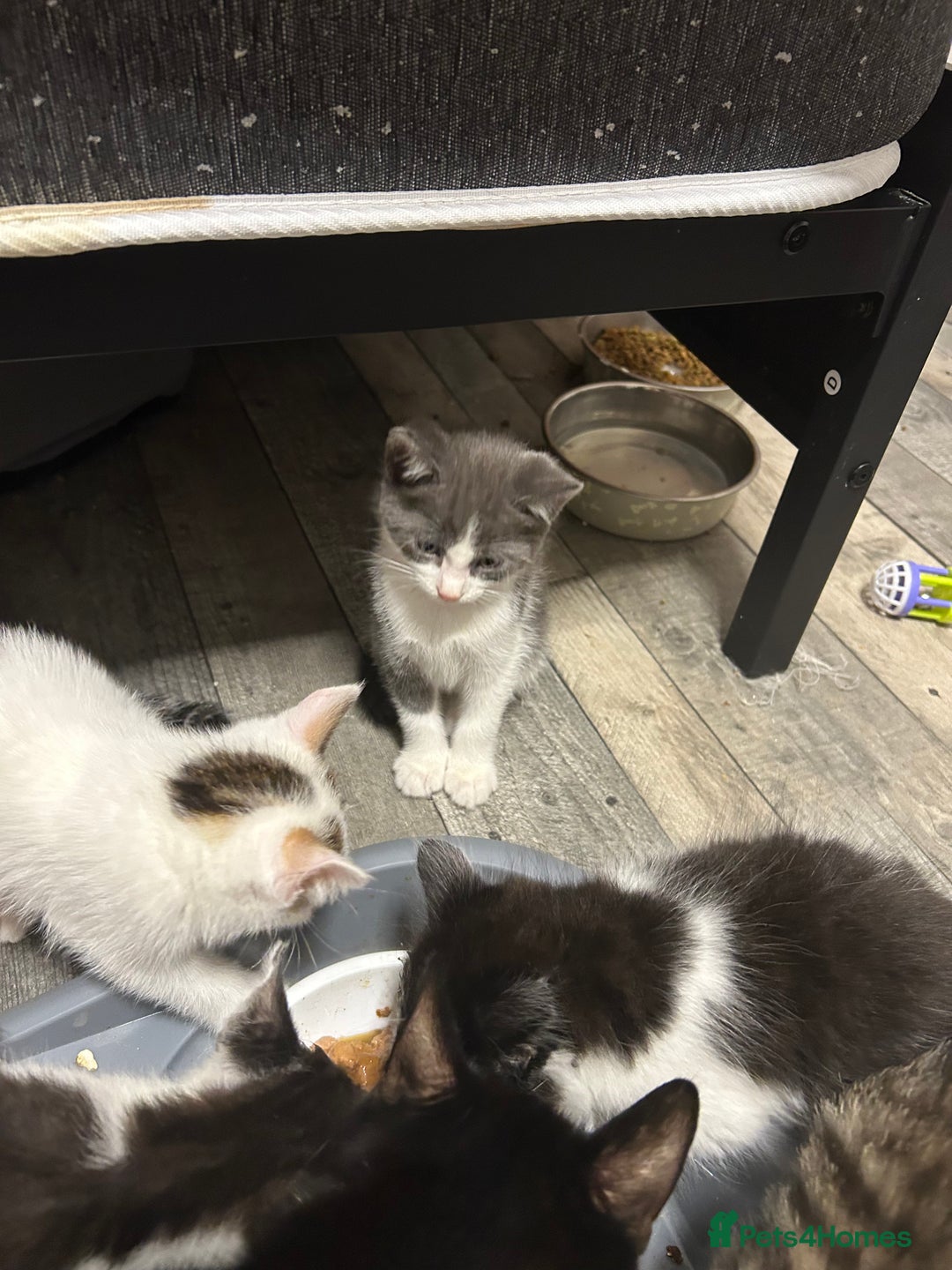 Mixed Breed cats for sale: Kittens are ready now  - Advert 5