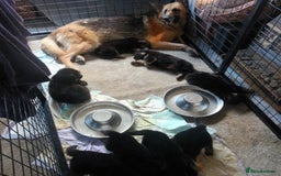 German Shepherd dogs for sale: German Shepherd puppies - Image 5