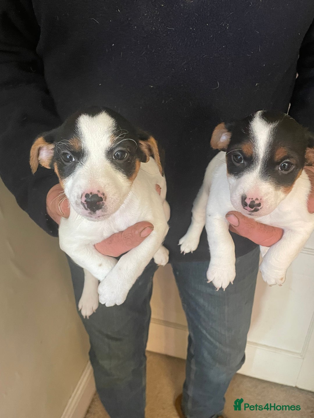 Jack Russell dogs for sale: Jack Russell Puppies  - Advert 1