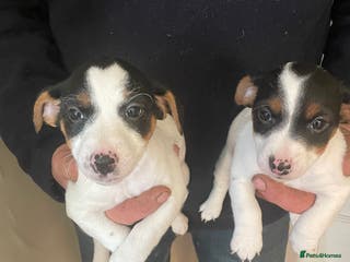 Jack Russell dogs Jack Russell Puppies - Advert 2