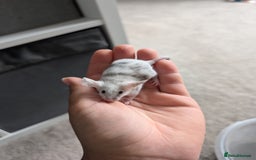 Mouse rodents for sale: Fancy mice looking for homes  - Image 12