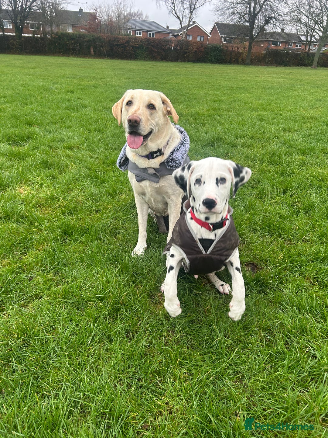 Dalmatian dogs for sale: Jasper  - Advert 5