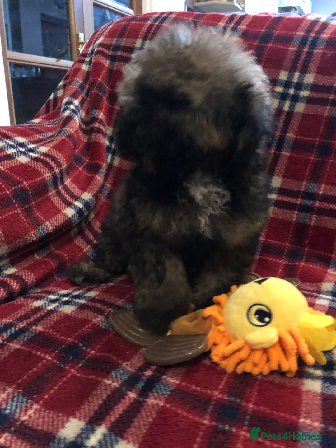 Shihpoo dogs for sale: shihpoo puppies for sale  - Advert 11