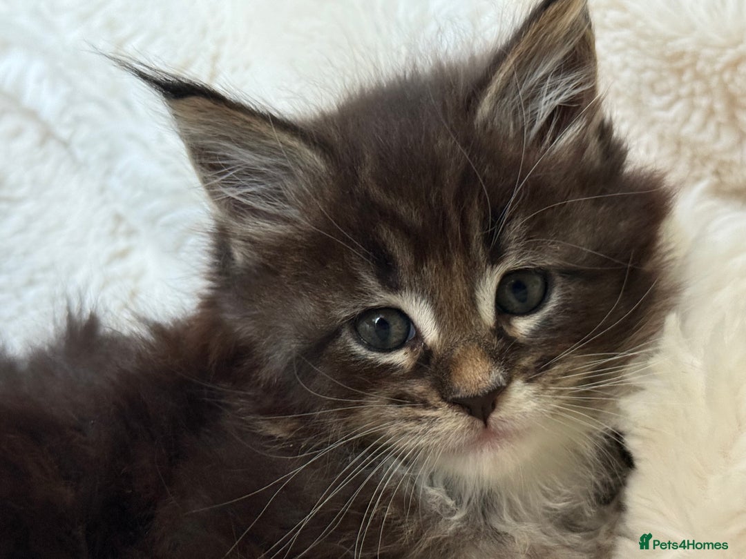 Maine Coon cats for stud: PROVEN/DNA CLEAR GCCF/TICA KING-SIZE STUD  in Dunfermline - Image 11