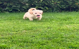 Labradoodle dogs for sale: Labradoodle  - Image 6