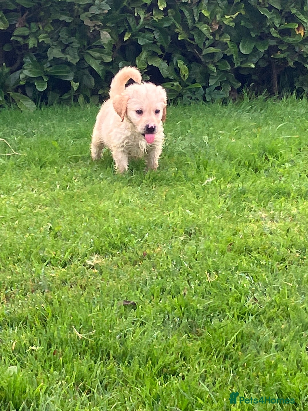Labradoodle dogs for sale: Labradoodle  - Image 6