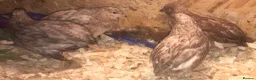 Quail poultry for sale: QUAILS/CHINESE PAINTED BUTTONS ! - Advert 23