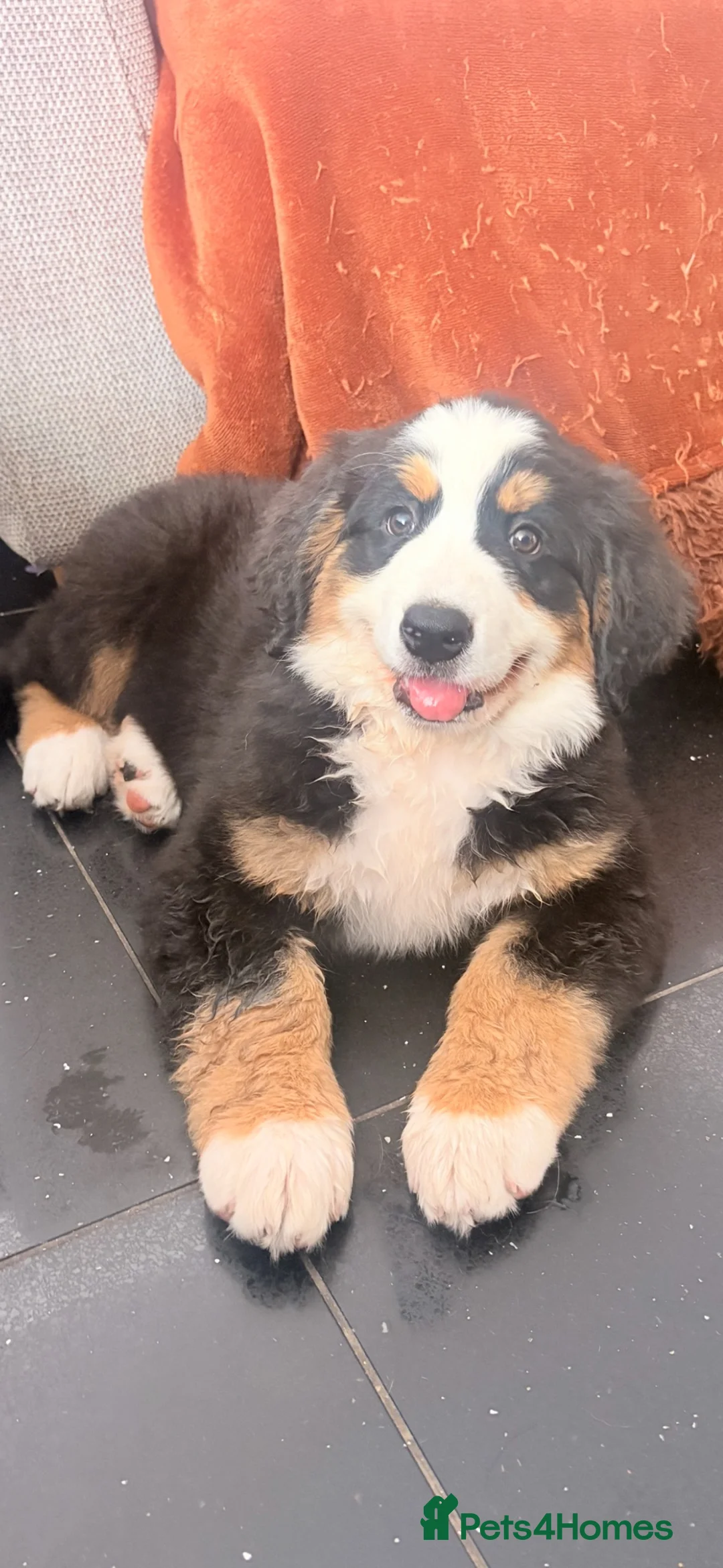 Bernese Mountain Dog dogs for sale: READY NOW Last female KC Bernese puppy  - Advert 1