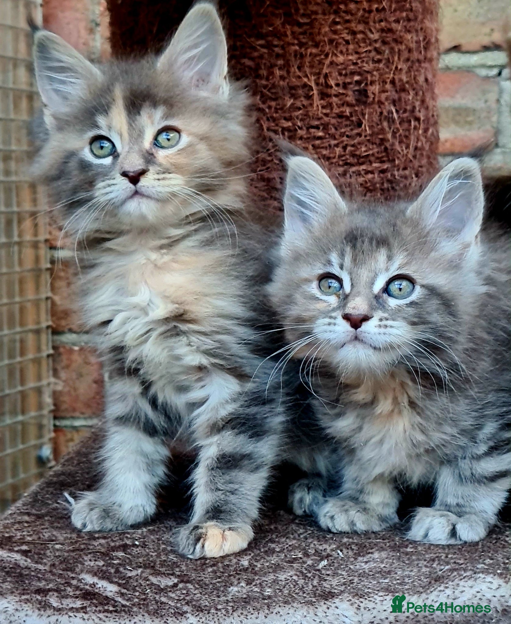 Maine Coon cats Tica registered girls - Advert 3