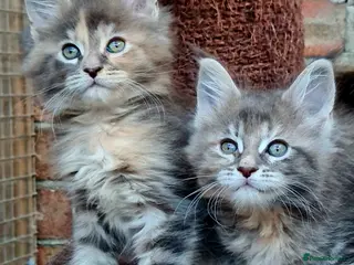 Maine Coon cats Tica registered girls - Advert 3