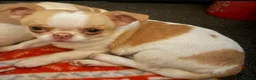 Chihuahua dogs for sale: Pedigree chihuahua  - Advert 3