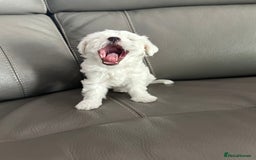 Mixed Breed dogs for sale: Mixed puppies for sale - Image 5