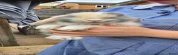 Mini Lop rabbits for sale: Mini lop bunnies for sale  - Advert 8