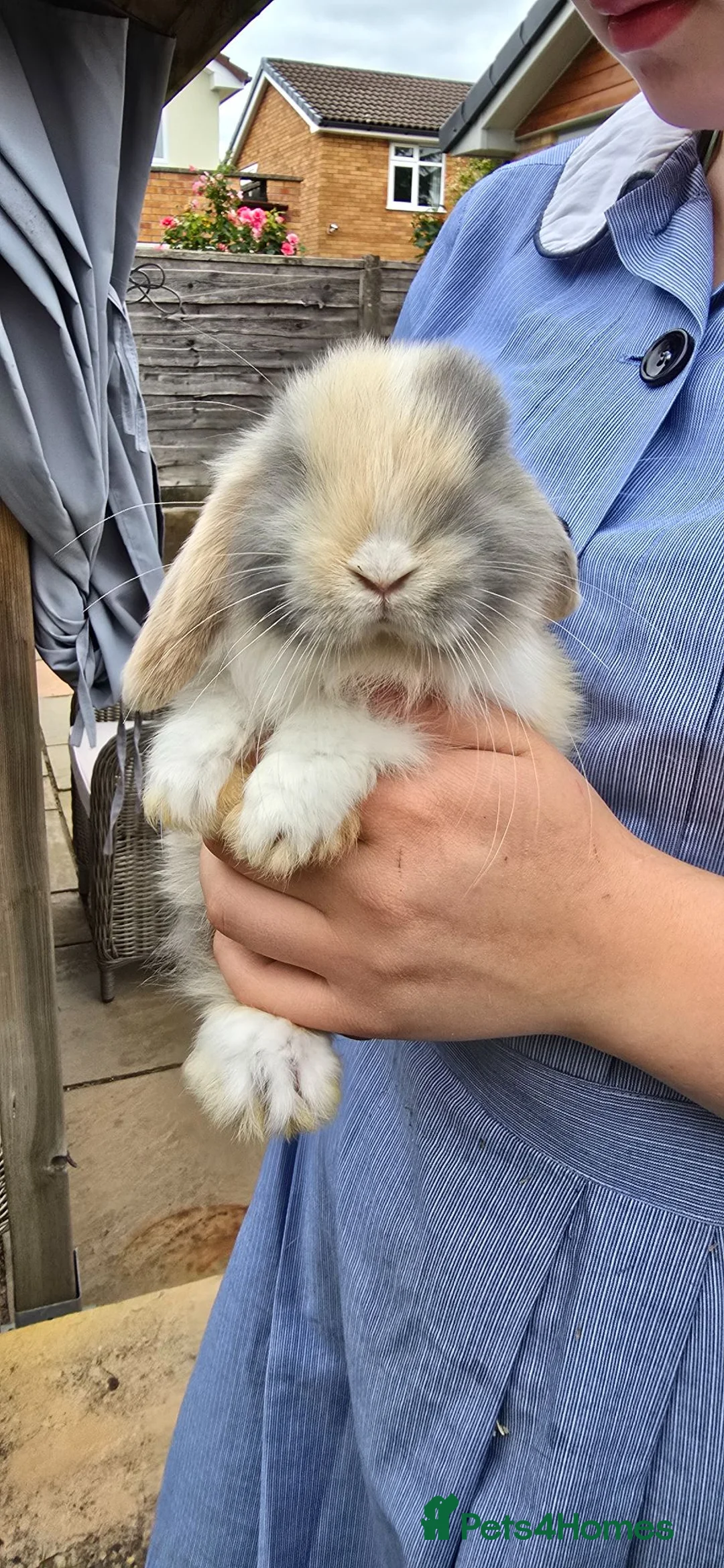 Mini Lop rabbits for sale: Mini lop bunnies for sale  - Advert 8